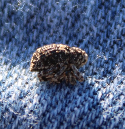 Cactus Weevils
