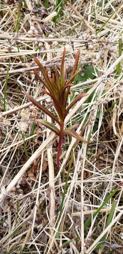 fireweed