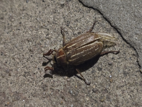 iNaturalist observation photo of Polyphylla sobrina