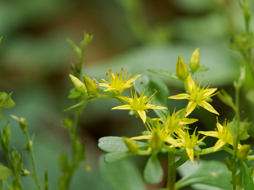 Chinese woodland stonecrop