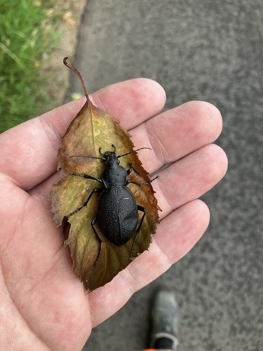 Leather Beetle