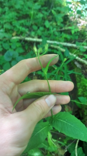 Crepis paludosa, photograph 6
