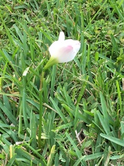 Zephyranthes atamasco