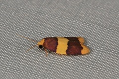 Heterallactis phlogozona