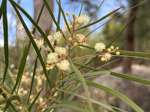 Acacia acrionastes observed 2026-07-01