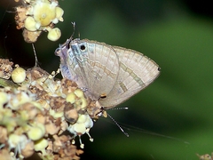 Rapala varuna formosana