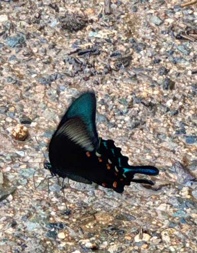 Japanese Peacock Swallowtail