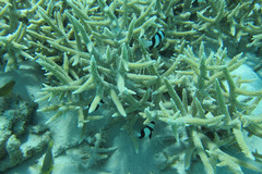 Parapercis australis