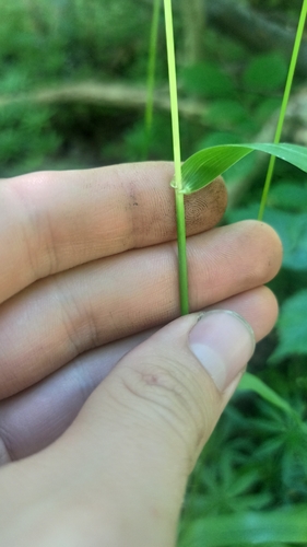 Festuca altissima, photograph 2