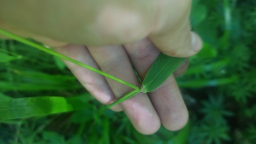 Festuca altissima, photograph 3