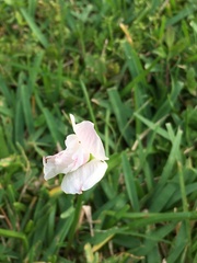 Zephyranthes atamasco