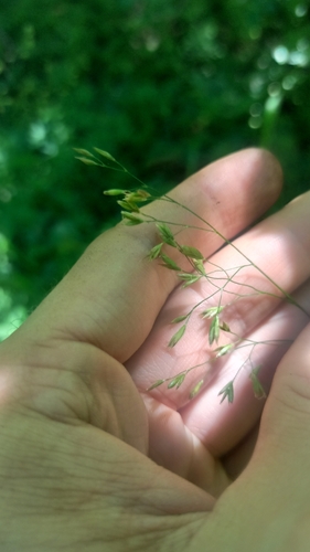 Festuca altissima, photograph 4