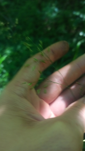 Festuca altissima, photograph 5