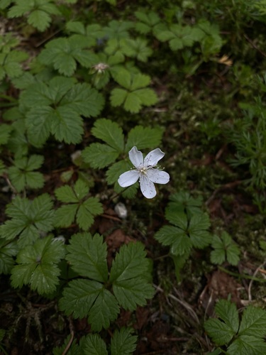 Five-leaf Dwarf Bramble