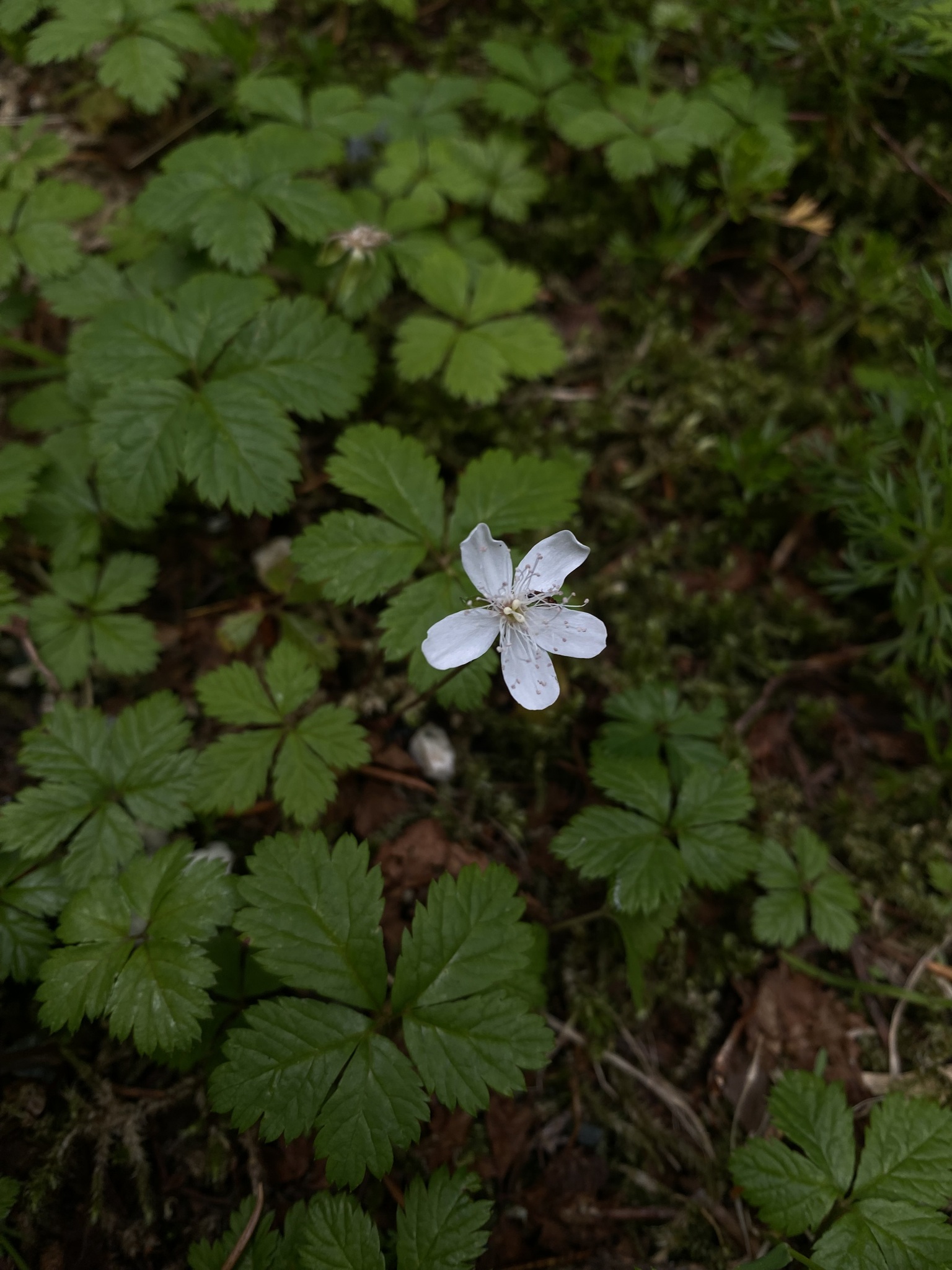 Rubus pedatus