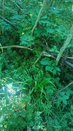 Festuca altissima, photograph 6