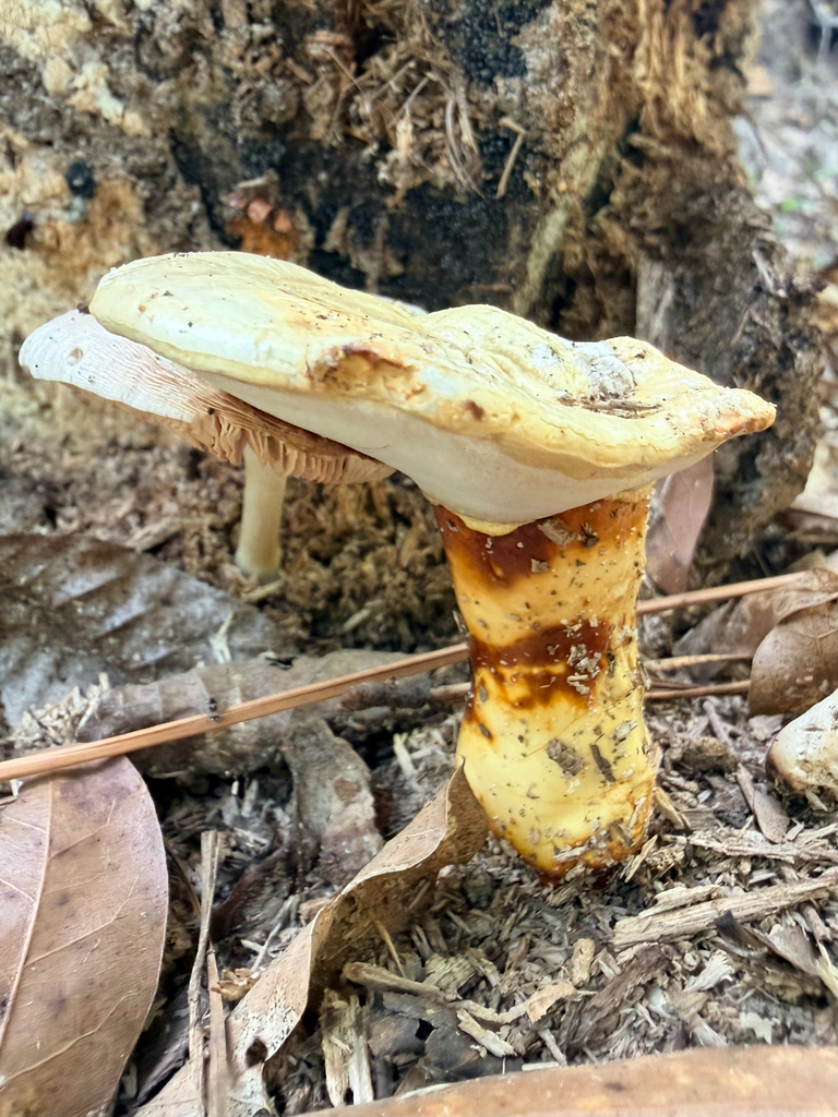 golden reishi
