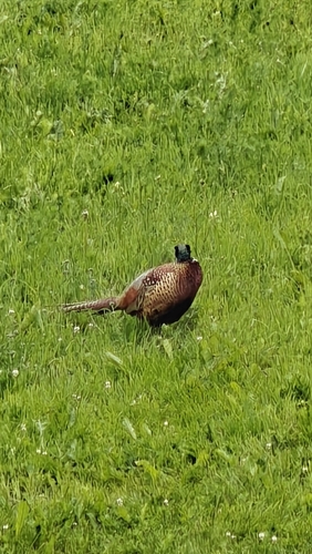 Ring-necked Pheasant