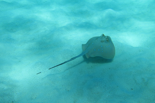 Neotrygon trigonoides