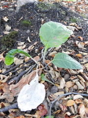 Adenocaulon chilense