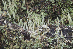 Cladonia rigida