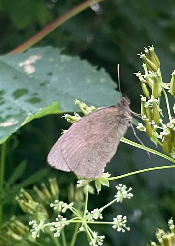 Meadow Brown