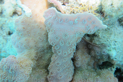 Echinopora lamellosa