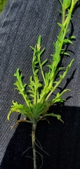 Allophyllum gilioides gilioides