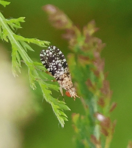 Spotted Marsh Fly
