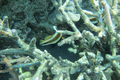 Heniochus chrysostomus