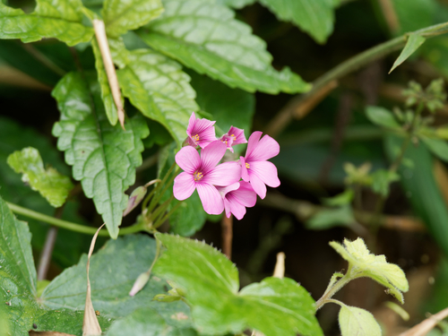 pink-sorrel