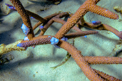 Acropora muricata