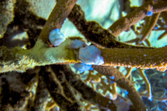Acropora muricata