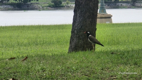 Black-necked Red-wattled Lapwing