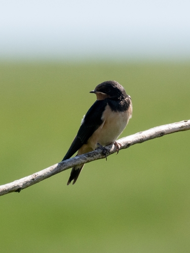 Rauchschwalbe