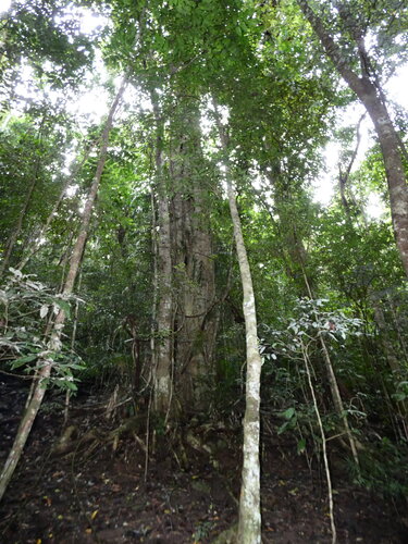 Ficus watkinsiana, photograph 1