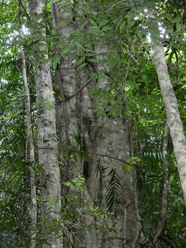 Ficus watkinsiana, photograph 2
