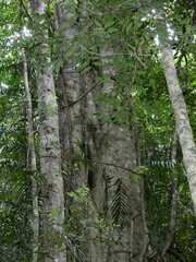 (c) Steve Fitzgerald, some rights reserved (CC BY-SA) Ficus watkinsiana, photograph (c) Steve Fitzgerald, some rights reserved (CC BY-SA)