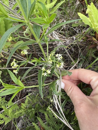 Rubia jesoensis observed 2026-07-02