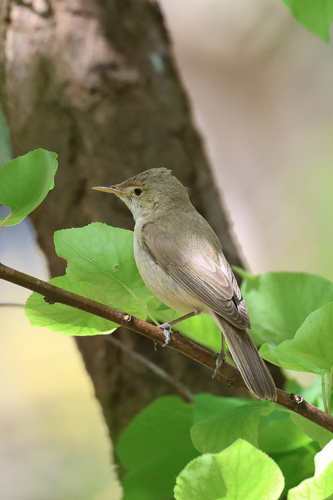 Western Olivaceous Warbler (Iduna opaca)
