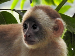 Cebus unicolor