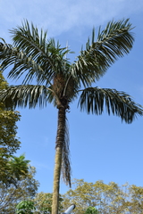 Astrocaryum aculeatum