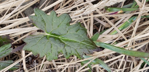 Arctic Butterbur
