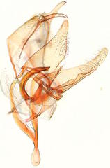 Tischeria quercitella