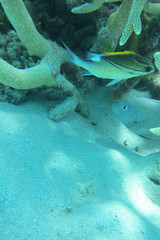 Hemiglyphidodon plagiometopon