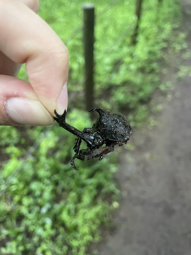 Trypoxylus dichotomus septentrionalis