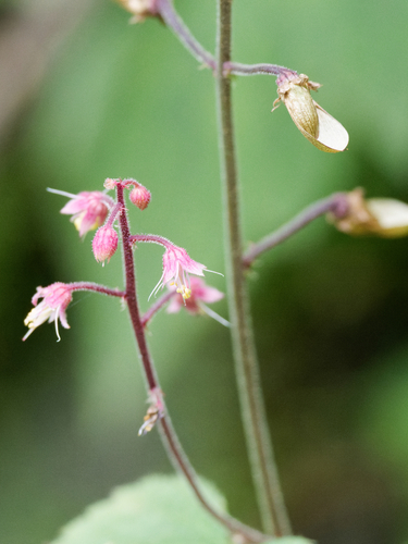 Asian Foamflower
