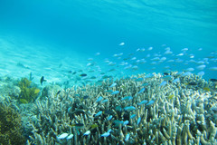 Neopomacentrus azysron