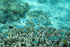 Acanthochromis polyacanthus