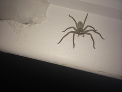 Isopedella conspersa